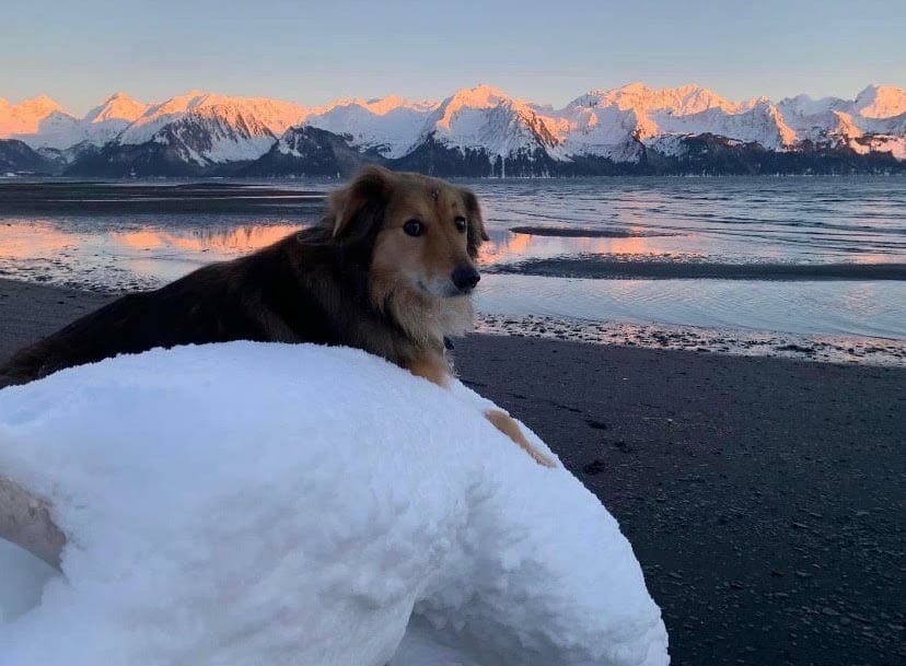 Abby the dog in Seward